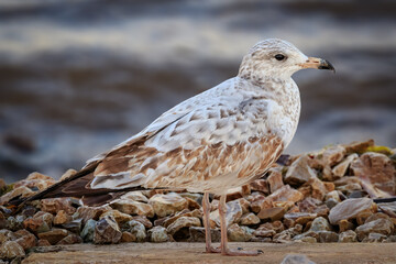 A Ring-billed Gull (Larus delawarensis) standing on the shore of Lake Hefner in Oklahoma City, Oklahoma, USA
