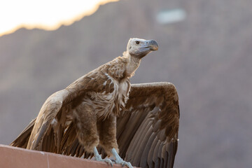 The griffon vulture close up hunched over(Gyps fulvus) wings slighly spread. Scavengers in Africa and Middle East.