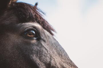 portrait of a horse © Adrian