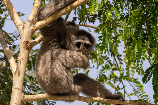 A silvery or Javan gibbon (Hylobates moloch) sits on a rock and sucks toe in the sunshine.