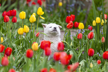 Kleines Hündchen sitz im Garten unter Blumen