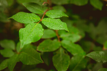 Green leaves covered with water drops