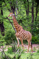 The South African giraffe in the Kruger NP in South Africa. 