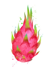 Watercolor vector illustration of Dragon fruit