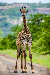 The South African giraffe in the Kruger NP in South Africa. 