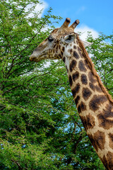 Obraz premium A head of the South African giraffe in the Kruger NP in South Africa. 