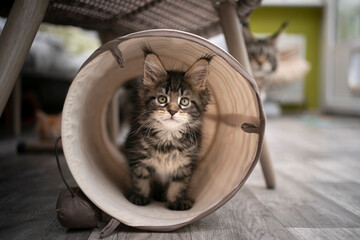 curious 8 week old black tabby maine coon kitten inside of cat tunnel looking at camera