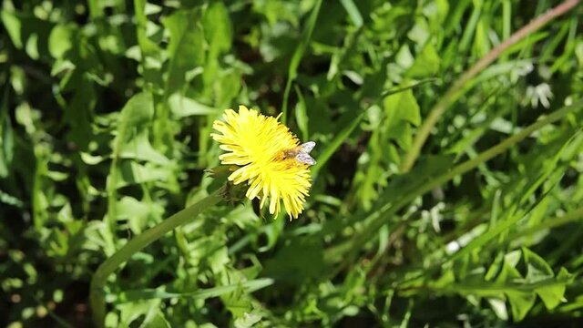 Slow motion of the bee. A honey bee flying around a yellow flower. Blurred background of green grass. A bee takes nectar on a dandelion flower.