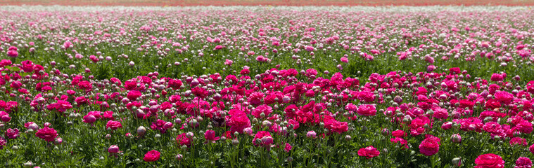 Growing ranunculus flowers in spring fields