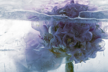 Blüte einer Grasnelke in Eis