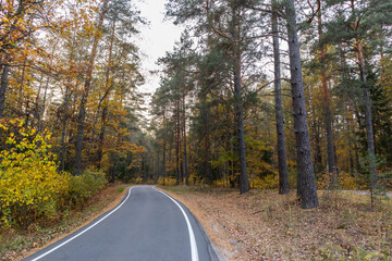 a narrow road in autumn forest