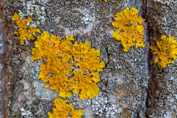 yellow lichen on tree bark - obrazy, fototapety, plakaty