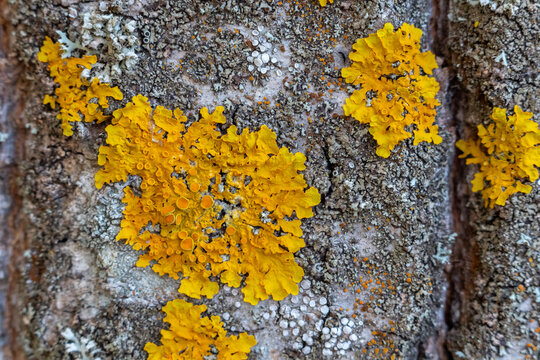 Yellow Lichen On Tree Bark