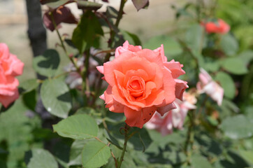 Red, pink with orange rose, one blossom. Rose petal in close-up. Colored rose in the fairy garden. Love and romance in the home. ed rose flower growing in a garden . Beautiful flower - one rose.