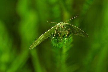 moth sitting on a green stele of a plant 