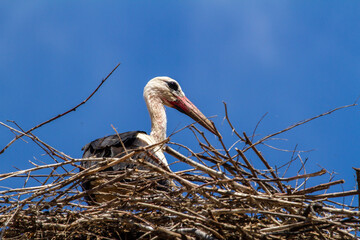 Stork