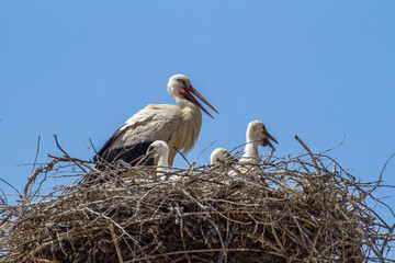 Baby storks