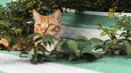 mirada de gato