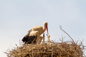 Baby storks