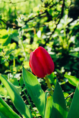 Fresh pink tulip in the garden on a sunny spring day