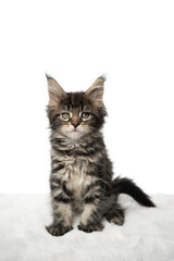 studio portrait of a cute black tabby classic maine coon kitten sitting on white fur looking at camera