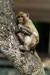 a long macaque