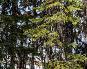 Fototapeta na wymiar fresh spruce branches in forest nature picture