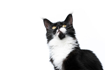 beautiful black and white maine coon cat looking up isolated on white background