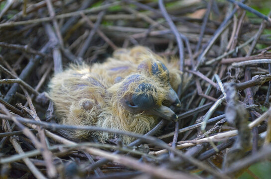 Pajaritos reci&eacute;n nacidos en su nido de ramitas. Pichones de paloma
