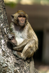long macaque