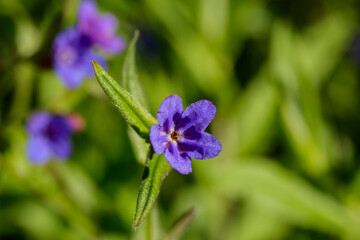 Small purple flowers