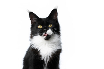 cute black white maine coon cat looking at camera sticking out tongue isolated on white background