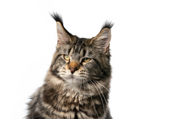 beautiful black tabby classic maine coon cat looking to the side isolated on white background