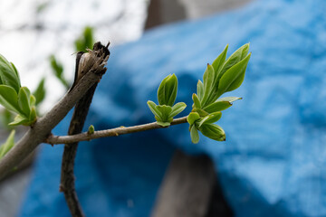 Spring, sprouting green lilac leaves, preparation for summer and trees for flowering.  Delicate and...