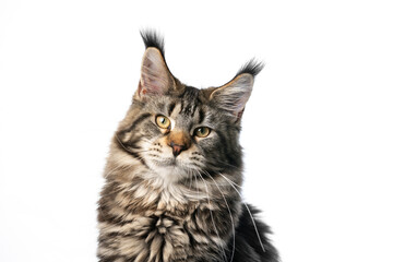 portrait of a beautiful black tabby classic maine coon cat isolated on white background