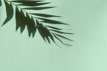 Palm Leaf Shadow