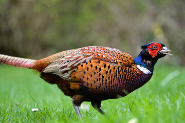 A male Ring-necked Pheasant in the grass