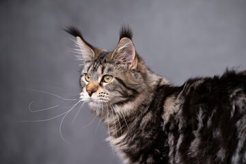 black tabby classic maine coon cat portrait looking to the side on gray background