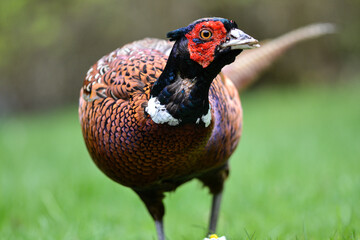 A pheasant with feathers partly missing on its neck