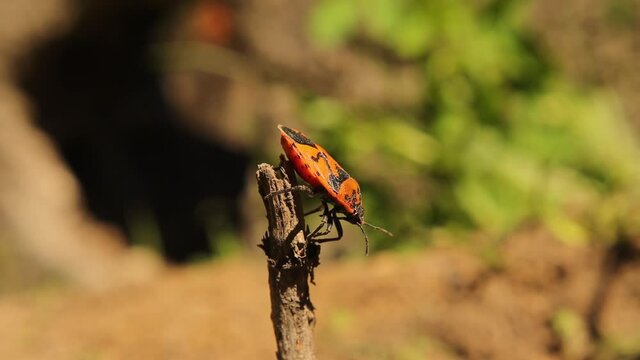 firebug on top of a stick.
Red and black striped stink bug cleans itself.
it's also called a red bug with black dots.
bugs, insect, insects.
animal, animals.
wildlife, wild nature.
spring, summer