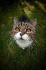 tabby white cat standing on green grass looking up curiously waiting for treats