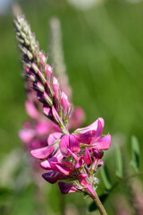 Small purple flowers