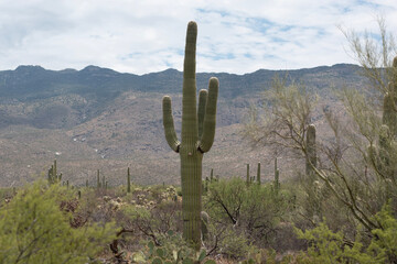 state saguaro cactus