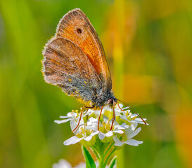 butterfly pollinating flowers on a sunny day 