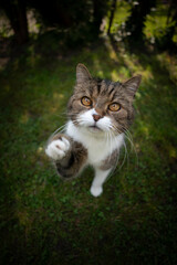 tabby white cat standing outdoors on green grass raising paw begging for food