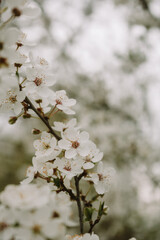 Obraz premium blossom in spring