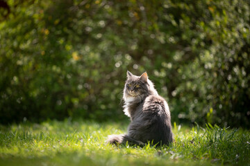 gray blue tabby maine coon cat sitting on green meadow outdoors in nature looking around observing...