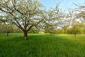 Fruit tree orchard in early spring.