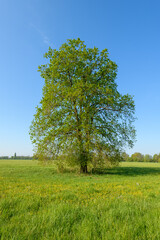 Oak tree in a meadow in spring in a light green landscape.