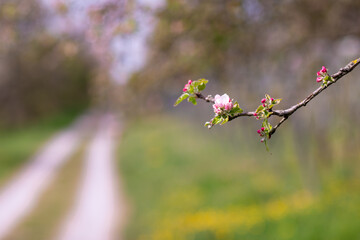 Kirsche, Kirschblüten, Blüte, Frühling, Schön, Rosa, Wunderschön, Blume, 